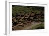 United States. Bandelier National Monument, Tyuonyi, Pueblo Indian Settlement-null-Framed Giclee Print