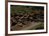 United States. Bandelier National Monument, Tyuonyi, Pueblo Indian Settlement-null-Framed Giclee Print