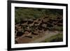 United States. Bandelier National Monument, Tyuonyi, Pueblo Indian Settlement-null-Framed Giclee Print