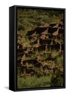 United States. Bandelier National Monument, Tyuonyi, Pueblo Indian Settlement-null-Framed Stretched Canvas