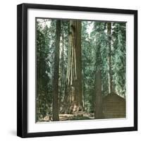 United States (California), a Giant Tree in the Mariposa Grove in the Yosemite Valley-Leon, Levy et Fils-Framed Photographic Print