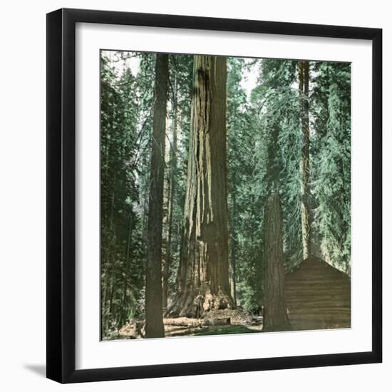 United States (California), a Giant Tree in the Mariposa Grove in the Yosemite Valley-Leon, Levy et Fils-Framed Photographic Print