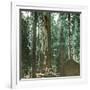 United States (California), a Giant Tree in the Mariposa Grove in the Yosemite Valley-Leon, Levy et Fils-Framed Photographic Print