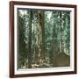 United States (California), a Giant Tree in the Mariposa Grove in the Yosemite Valley-Leon, Levy et Fils-Framed Photographic Print