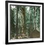 United States (California), a Giant Tree in the Mariposa Grove in the Yosemite Valley-Leon, Levy et Fils-Framed Photographic Print