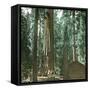 United States (California), a Giant Tree in the Mariposa Grove in the Yosemite Valley-Leon, Levy et Fils-Framed Stretched Canvas