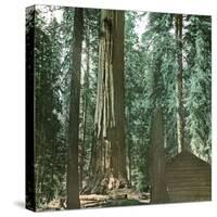 United States (California), a Giant Tree in the Mariposa Grove in the Yosemite Valley-Leon, Levy et Fils-Stretched Canvas