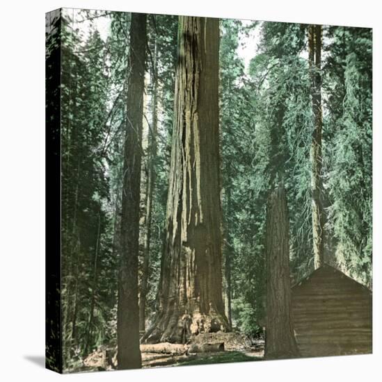 United States (California), a Giant Tree in the Mariposa Grove in the Yosemite Valley-Leon, Levy et Fils-Stretched Canvas