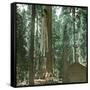 United States (California), a Giant Tree in the Mariposa Grove in the Yosemite Valley-Leon, Levy et Fils-Framed Stretched Canvas