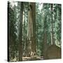 United States (California), a Giant Tree in the Mariposa Grove in the Yosemite Valley-Leon, Levy et Fils-Stretched Canvas