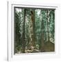 United States (California), a Giant Tree in the Mariposa Grove in the Yosemite Valley-Leon, Levy et Fils-Framed Photographic Print