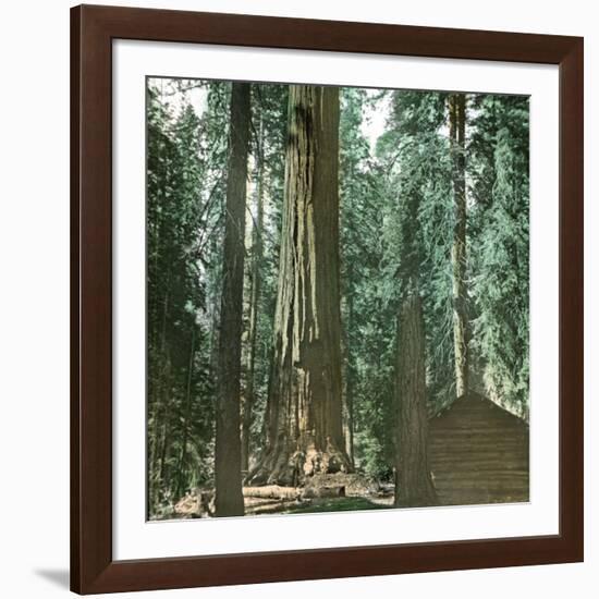 United States (California), a Giant Tree in the Mariposa Grove in the Yosemite Valley-Leon, Levy et Fils-Framed Photographic Print
