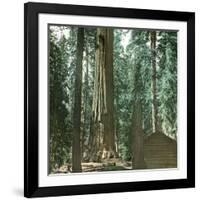 United States (California), a Giant Tree in the Mariposa Grove in the Yosemite Valley-Leon, Levy et Fils-Framed Photographic Print