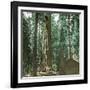 United States (California), a Giant Tree in the Mariposa Grove in the Yosemite Valley-Leon, Levy et Fils-Framed Photographic Print