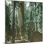 United States (California), a Giant Tree in the Mariposa Grove in the Yosemite Valley-Leon, Levy et Fils-Mounted Photographic Print