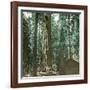 United States (California), a Giant Tree in the Mariposa Grove in the Yosemite Valley-Leon, Levy et Fils-Framed Photographic Print