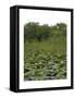 United States, Everglades National Park, Florida-null-Framed Stretched Canvas