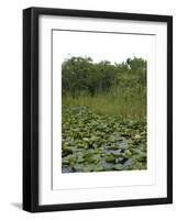 United States, Everglades National Park, Florida-null-Framed Giclee Print