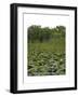 United States, Everglades National Park, Florida-null-Framed Giclee Print