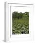 United States, Everglades National Park, Florida-null-Framed Giclee Print