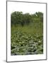 United States, Everglades National Park, Florida-null-Mounted Giclee Print