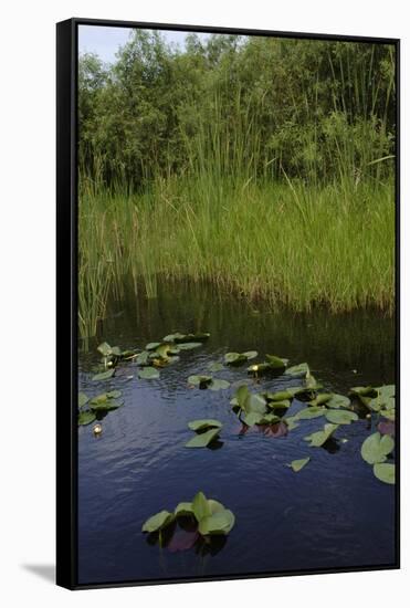 United States, Everglades National Park, Florida-null-Framed Stretched Canvas