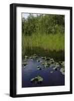 United States, Everglades National Park, Florida-null-Framed Giclee Print