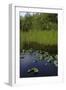 United States, Everglades National Park, Florida-null-Framed Giclee Print