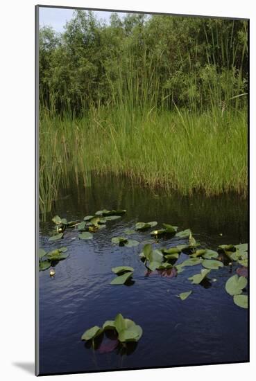 United States, Everglades National Park, Florida-null-Mounted Giclee Print