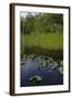 United States, Everglades National Park, Florida-null-Framed Giclee Print