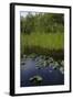 United States, Everglades National Park, Florida-null-Framed Giclee Print