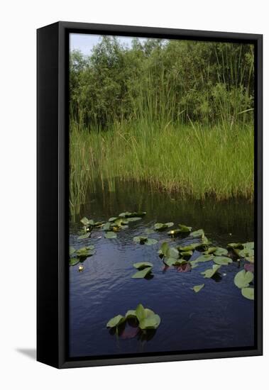 United States, Everglades National Park, Florida-null-Framed Stretched Canvas