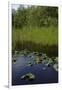 United States, Everglades National Park, Florida-null-Framed Giclee Print