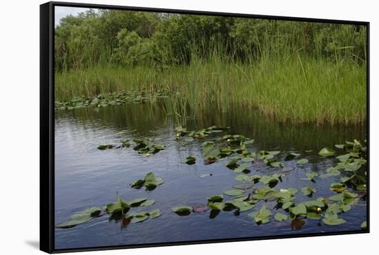 United States, Everglades National Park, Florida-null-Framed Stretched Canvas