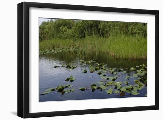 United States, Everglades National Park, Florida-null-Framed Giclee Print