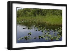 United States, Everglades National Park, Florida-null-Framed Giclee Print