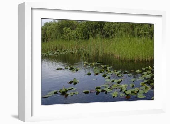 United States, Everglades National Park, Florida-null-Framed Giclee Print