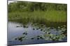 United States, Everglades National Park, Florida-null-Mounted Giclee Print