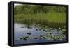 United States, Everglades National Park, Florida-null-Framed Stretched Canvas