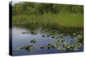 United States, Everglades National Park, Florida-null-Stretched Canvas