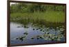 United States, Everglades National Park, Florida-null-Framed Giclee Print