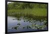 United States, Everglades National Park, Florida-null-Framed Giclee Print