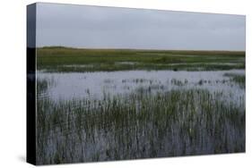 United States, Everglades National Park, Florida-null-Stretched Canvas