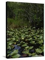 United States, Everglades National Park, Florida-null-Stretched Canvas