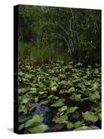 United States, Everglades National Park, Florida-null-Stretched Canvas