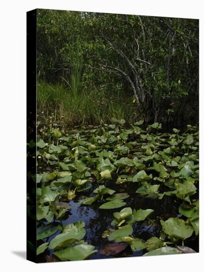 United States, Everglades National Park, Florida-null-Stretched Canvas