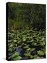 United States, Everglades National Park, Florida-null-Stretched Canvas