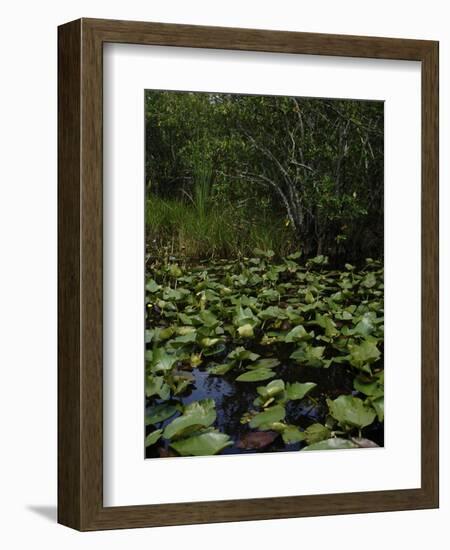 United States, Everglades National Park, Florida-null-Framed Giclee Print