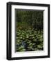 United States, Everglades National Park, Florida-null-Framed Giclee Print