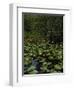 United States, Everglades National Park, Florida-null-Framed Giclee Print